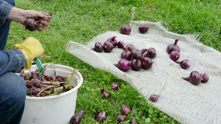 granmother hand peel red ripe onion. healthy diet nutrition food prepare for winter. small cat.