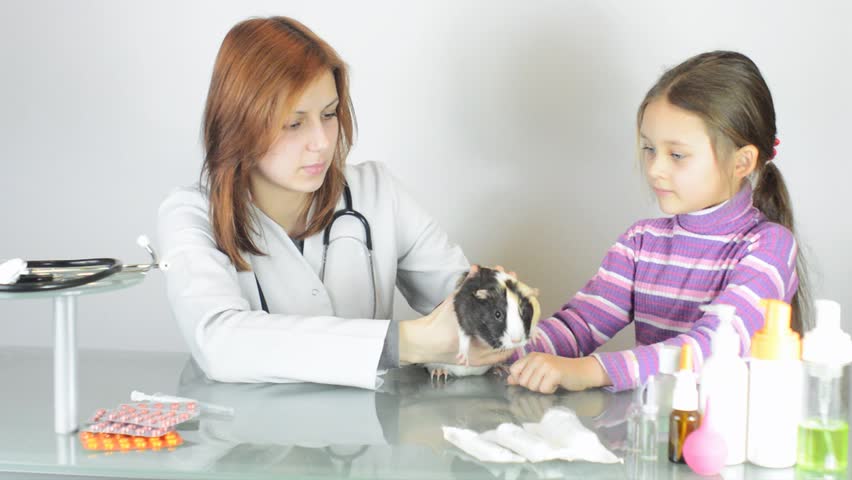 vet giving medicine to guinea pig