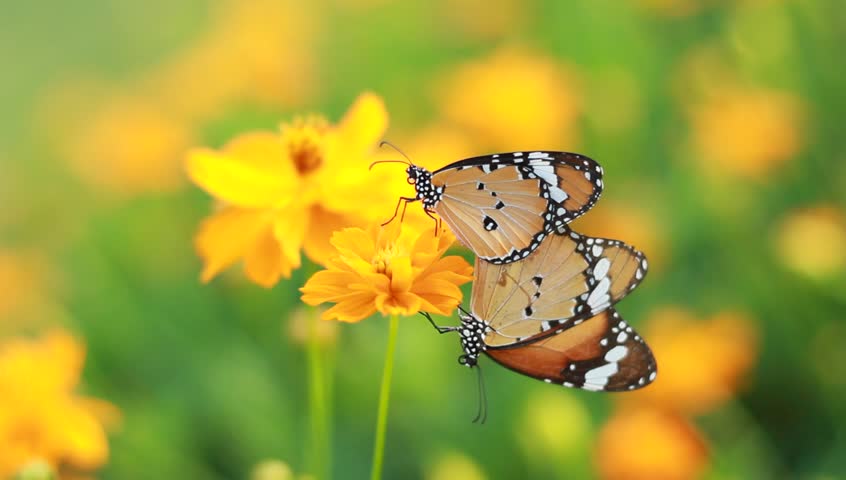 Two Butterfly on orange flower, Season for breeding of butterfly 