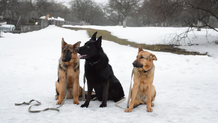 three German Shepherds