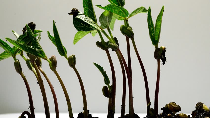 Germination of mung bean seeds in climate chamber, time lapse recording