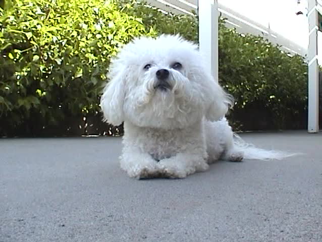 Fifi our World Famous Bichon Frise Dog enjoys a spring day in our side yard outside