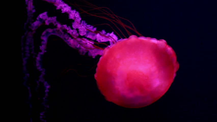 a lot of red giant jellyfish medusa in a black void, natural background