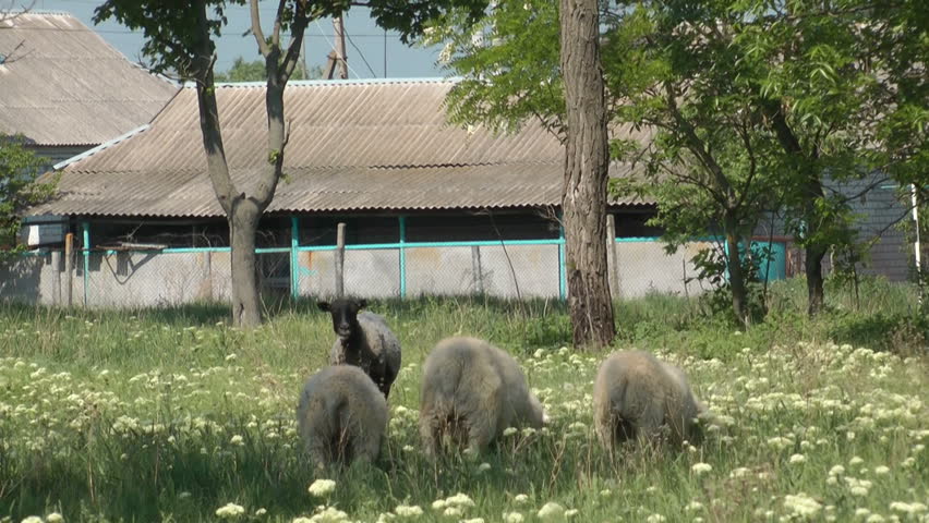 A lamb chews the cud and regurgitates a new bolus to chew. 