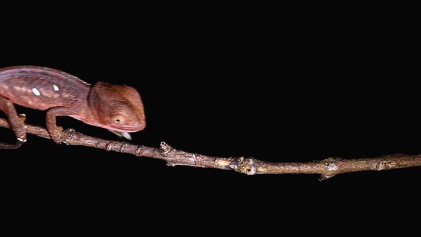 Baby Chameleon walks to mimic a moving leaf in wilds of Madagascar. Looks awkward or funny but they are hard to see in a leafy bush or tree when walking like this. Branch, forest, foliage, tree, rain.