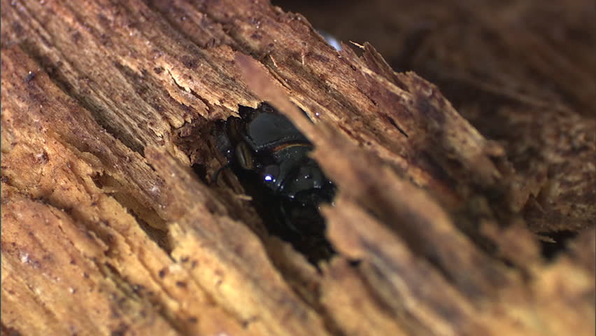 Shiny black beetle burrowing in rotten wood