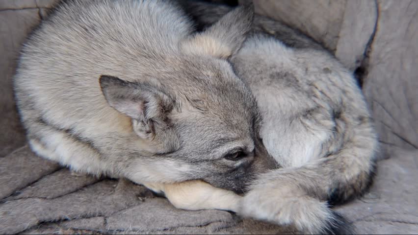 Close-up of Mixed-breed puppy, 4 months old