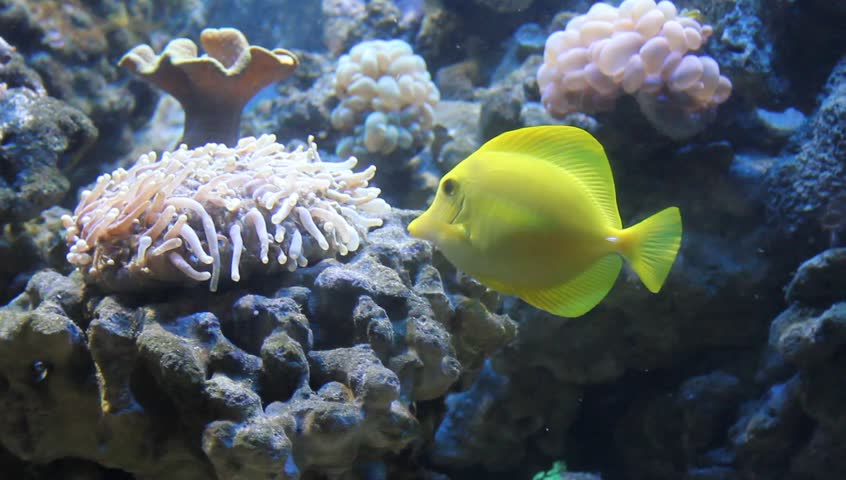 anemona video
