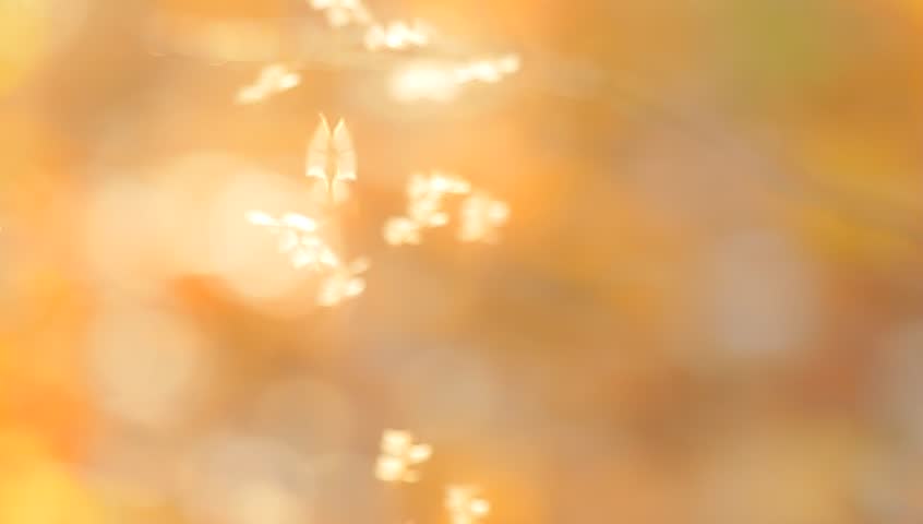 insects, nature series