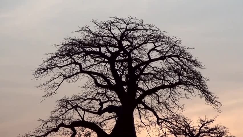 Header of Adansonia Digitata