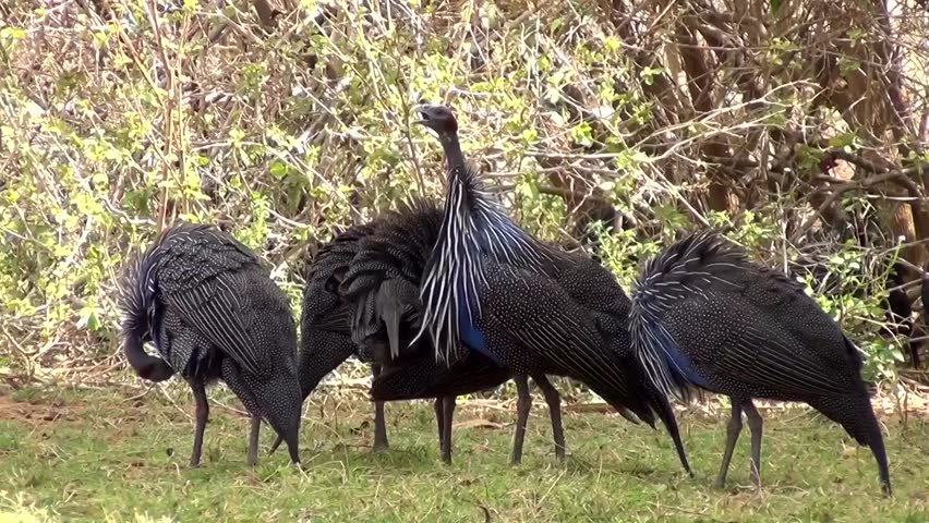 Guinea fowl (Numididae)
