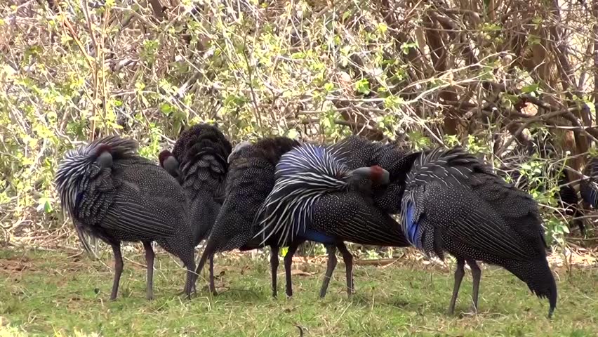 Guinea fowl (Numididae)