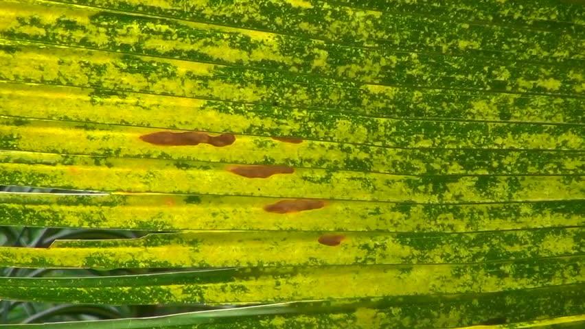 Cycad (Cycadales)