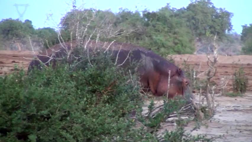 Hippopotamus (Hippopotamus amphibius)