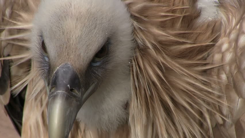 Close up of a vulture
