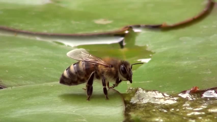Drinking Bee