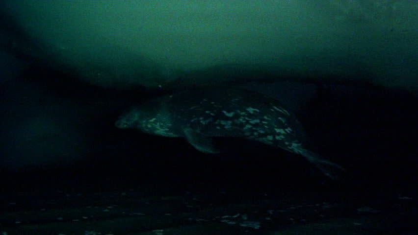 Seal swimming under ice sheet