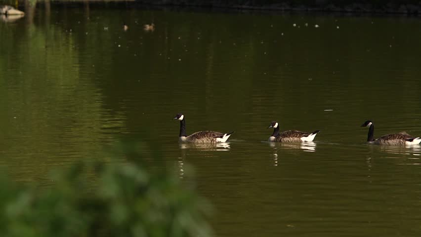 Goose and duck