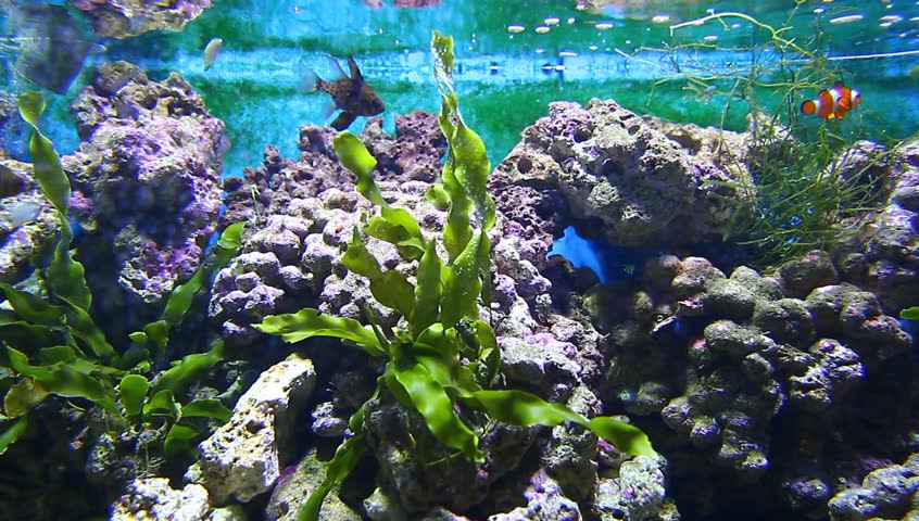 Coral and fish in the Red Sea