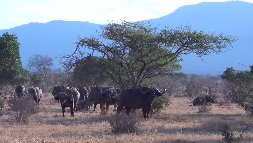 African buffalo (Syncerus caffer)