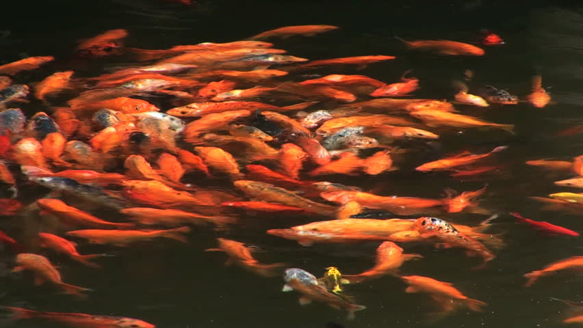 Large orange Koi, Yuyuan Garden, Shanghai, China 
