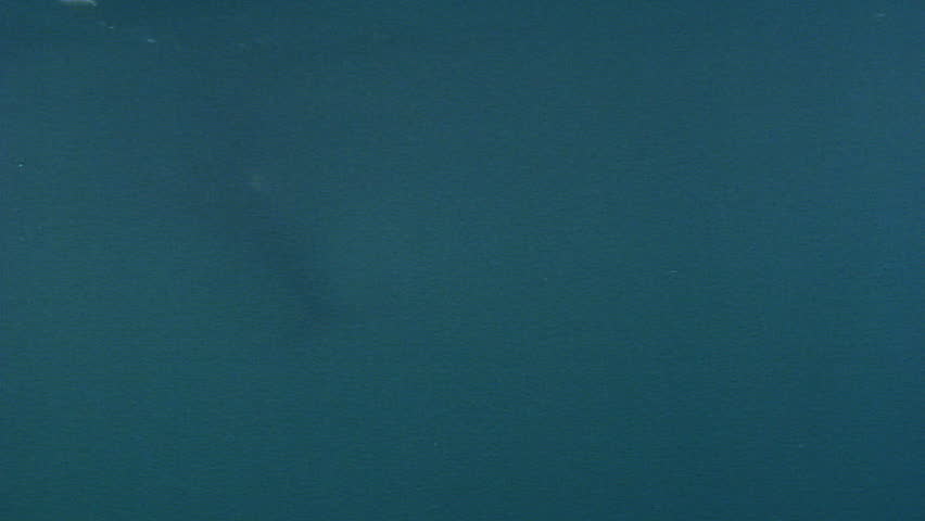 Dolphins swimming