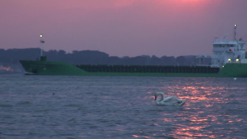 Swan at sunset