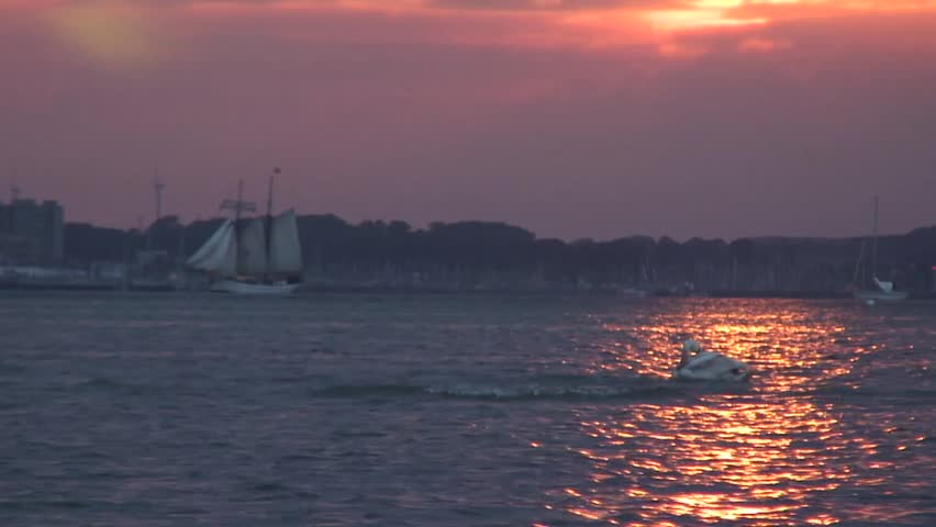 Swan at sunset
