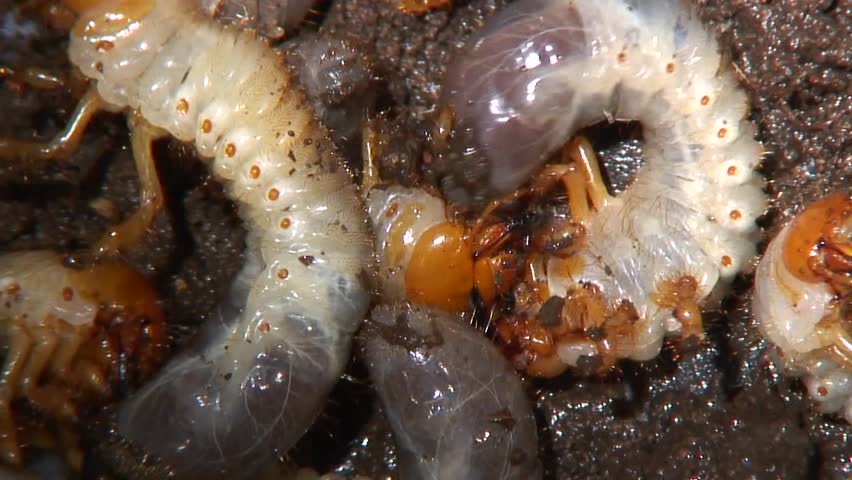 Grubs