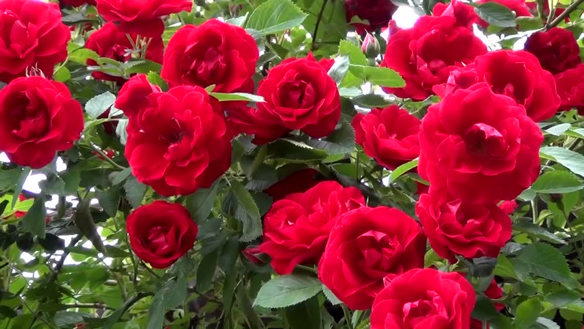 Red shrub roses