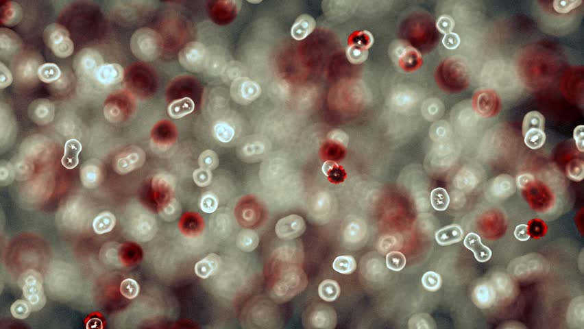 viruses attacking cells or bacterias under microscope (high definition seamless loop)