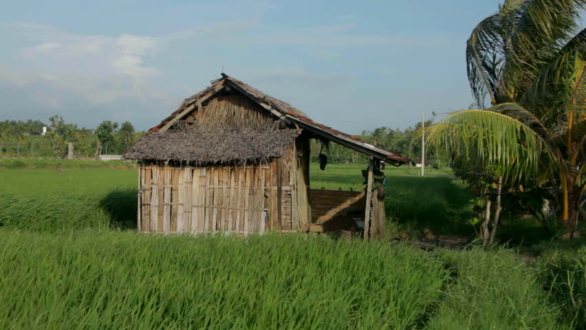 wooden shack in a rice field