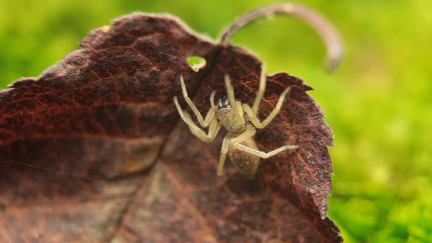 Macro Dangerous Spider on the grass, Close-Up, Araneae, Arthropods, Venom