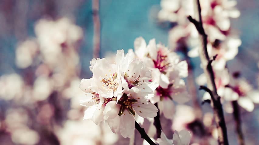 Pink cherry flowers blooming in springtime.