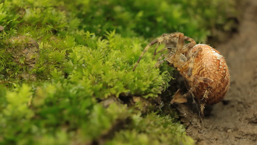 Macro Dangerous Spider on the grass, Close-Up, Araneae, Arthropods, Venom