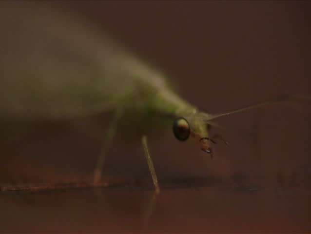 Lacewing. Close-up shot.