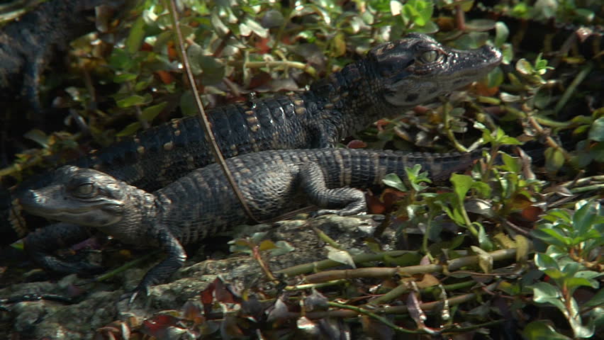 Alligator Hatchlings