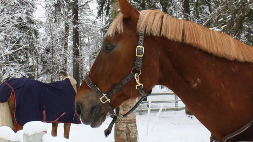 Horses in a paddock eat hay in winter 1L


