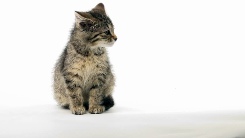 Cute tabby kitten sitting on white background
