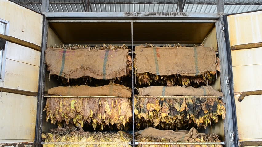 dry tobacco leaf in stove factory