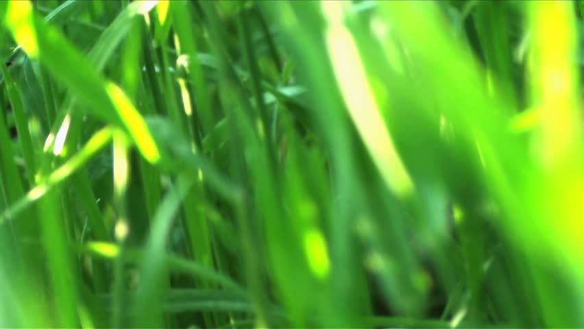 Bugs POV in grass - HD