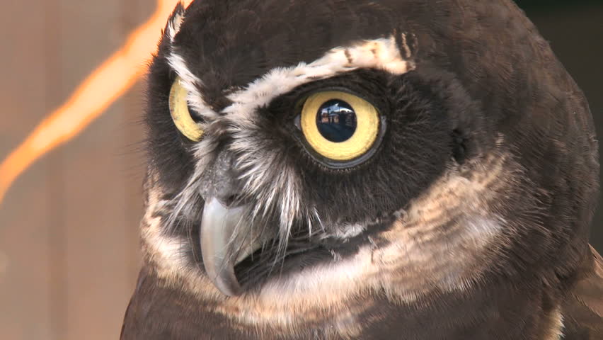 A spectacled Owl