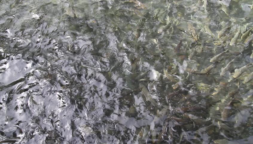 Sacral fish in pond in Urfa, Turkey