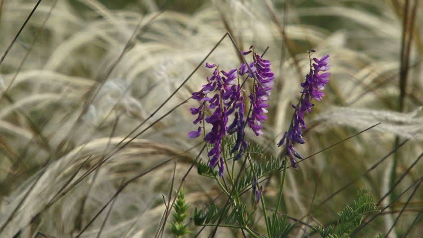 Lonely wildflower among feather grass.
Wildflower.
