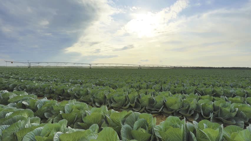 5 clips of a cabbage farm at sunset while the center pivot irrigation is shut down - Motion slider time-lapse in HDR