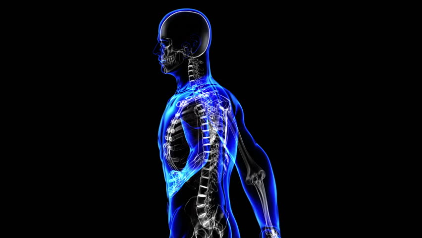 Human skeleton. Loop