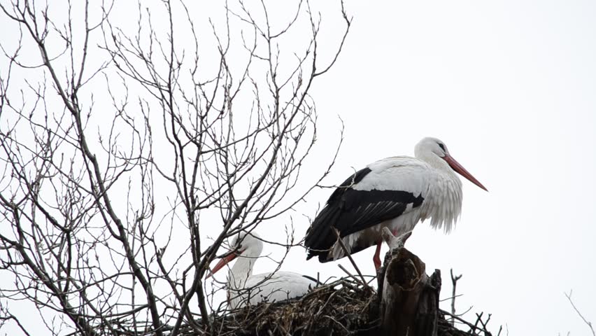 Storks on a tree. Madrid, Spain.