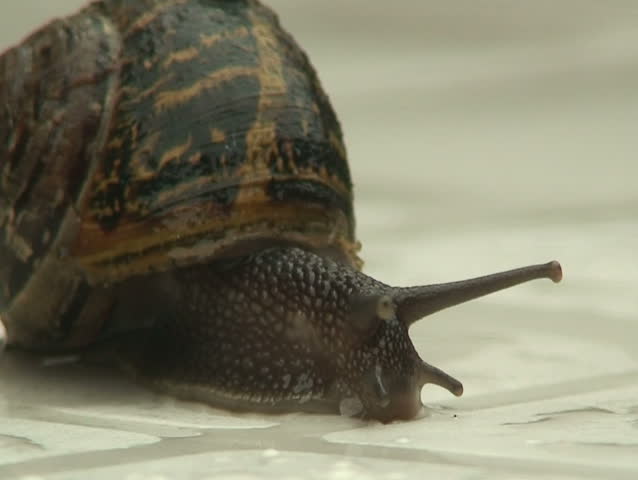 close up of a snail
