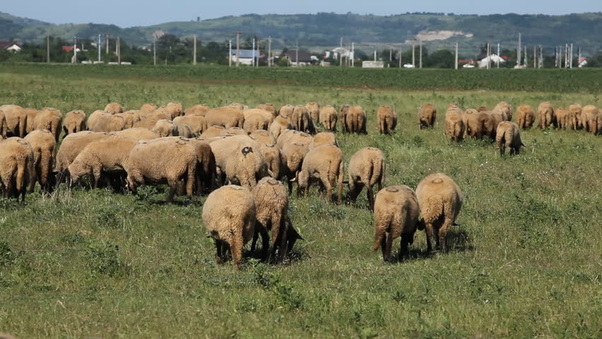 Herd Of Sheep and Lamb Grazing In A Field, A small Group eating grass, Spring