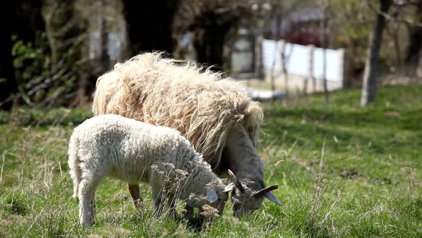 Herd Of Sheep and Lamb Grazing In A Field, A small Group eating grass, Spring